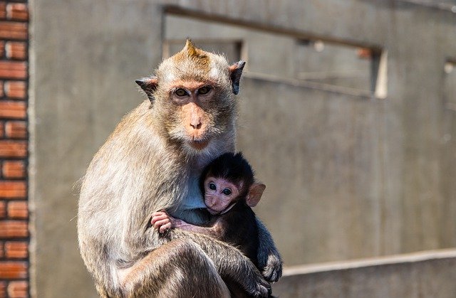 Free download monkey ape primate animals mother free picture to be edited with GIMP free online image editor