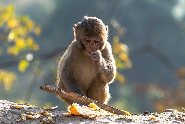 Free download monkey ape primate baby cute free picture to be edited with GIMP free online image editor