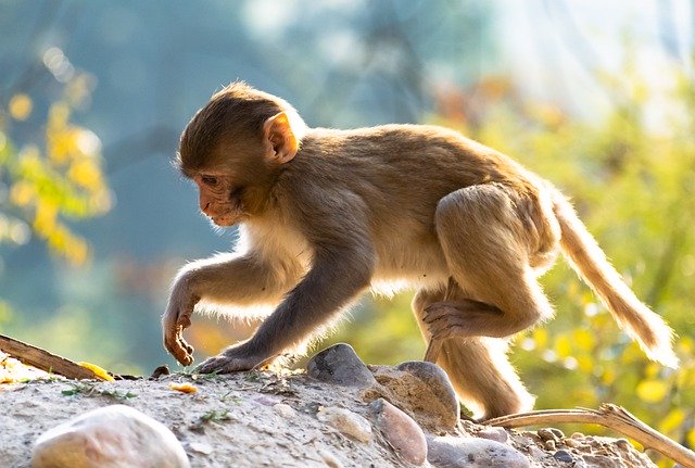 Free download monkey baby baboon monkey baby free picture to be edited with GIMP free online image editor