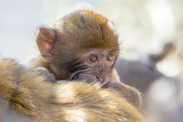 Descărcați gratuit maimuță baby barbary ape monkey poza gratuită pentru a fi editată cu editorul de imagini online gratuit GIMP