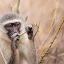 Monkey breaks branches  screen for extension Chrome web store in OffiDocs Chromium