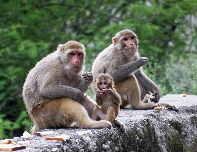 Free download monkey family baby ape animals free picture to be edited with GIMP free online image editor