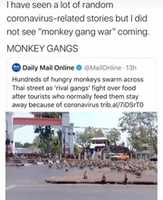 Free download Monkey Gangs because of the Coronavirus. free photo or picture to be edited with GIMP online image editor