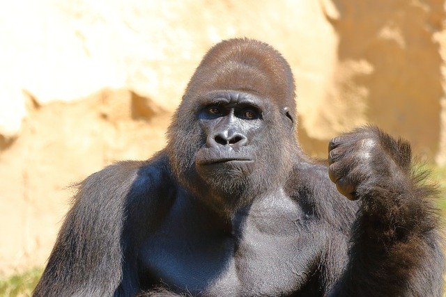 הורדה חינם של קוף גורילה בעל חיים פרוותי תמונה בחינם לעריכה עם עורך תמונות מקוון בחינם של GIMP