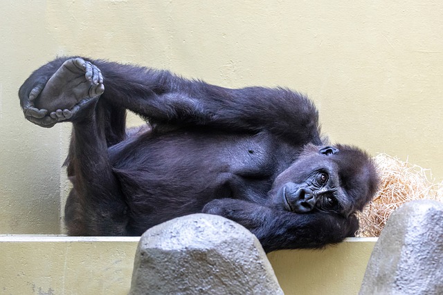 Free download monkey gorilla ape primate mammal free picture to be edited with GIMP free online image editor