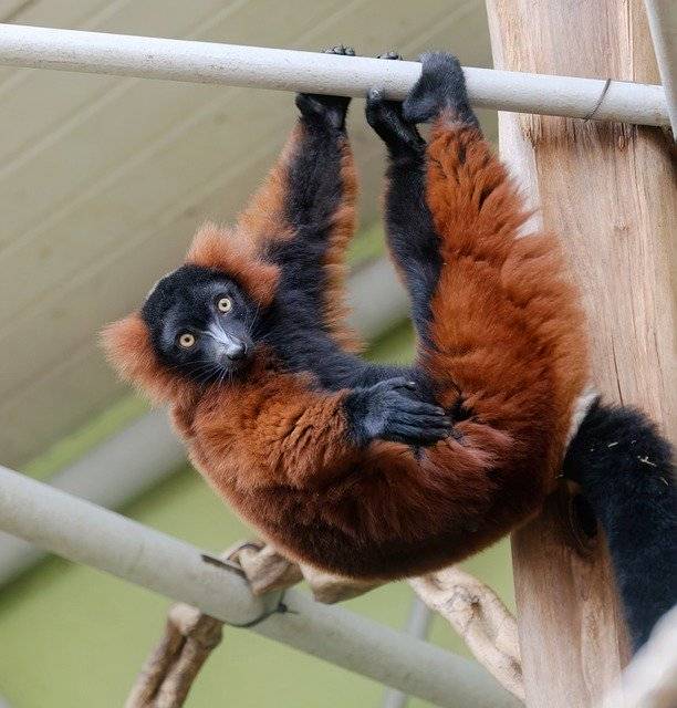 Download grátis de macaco pendurado de peles primata macaco imagem grátis para ser editada com o editor de imagens on-line gratuito do GIMP