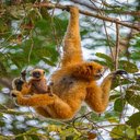 Monkey in the forest wallpaper  screen for extension Chrome web store in OffiDocs Chromium