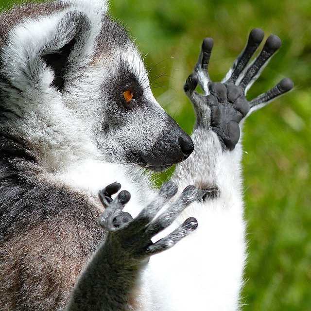 Free download monkey lemur ring tailed lemur paws free picture to be edited with GIMP free online image editor