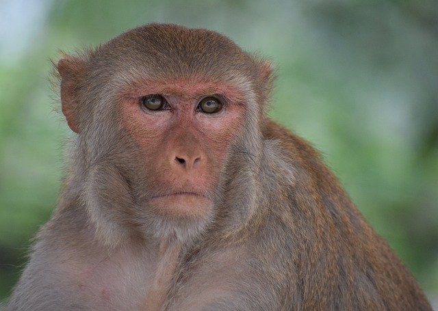 Free download monkey mammal primate ape thinking free picture to be edited with GIMP free online image editor