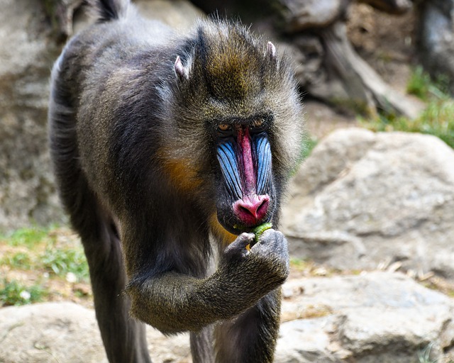 Free graphic monkey mandrill primate ape mammal to be edited by GIMP free image editor by OffiDocs