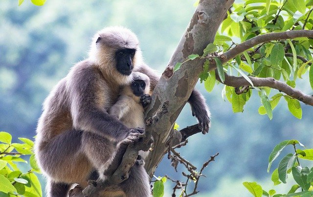 Singe graphique gratuit mère singe faune sauvage à éditer par l'éditeur d'images gratuit GIMP par OffiDocs