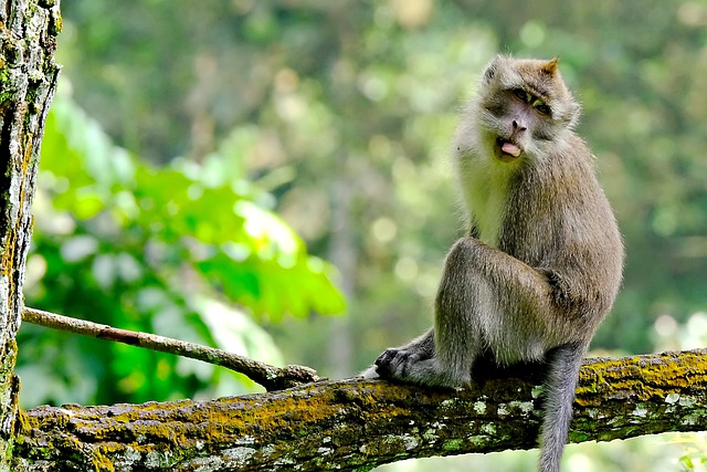 Free download monkey primate animal wild animal free picture to be edited with GIMP free online image editor