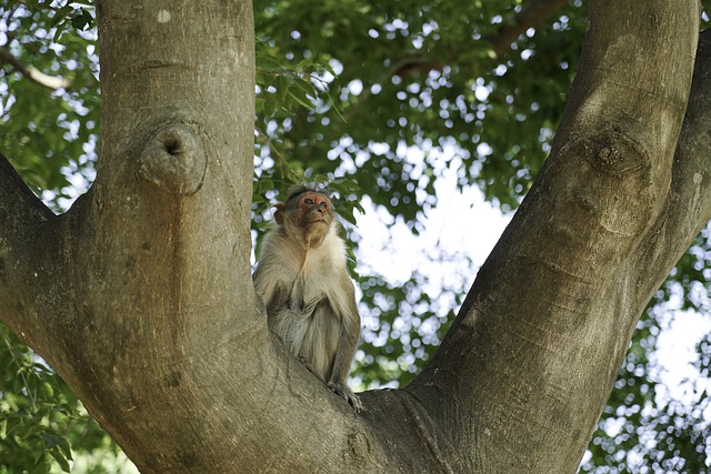 Free download monkey primate ape animal wildlife free picture to be edited with GIMP free online image editor