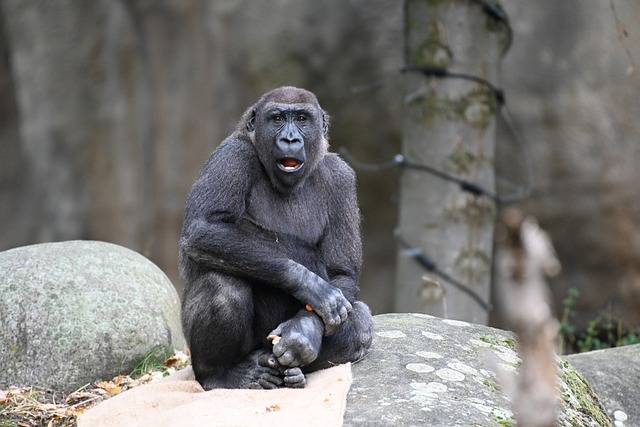ດາວໂຫລດຮູບລິງລິງ primate ape bokito mammal ຟຣີເພື່ອແກ້ໄຂດ້ວຍ GIMP ບັນນາທິການຮູບພາບອອນໄລນ໌ຟຣີ
