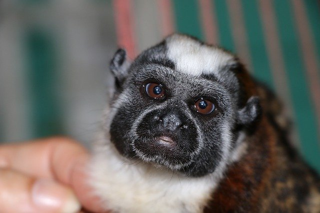 Free download monkey primate ape fur animal free picture to be edited with GIMP free online image editor