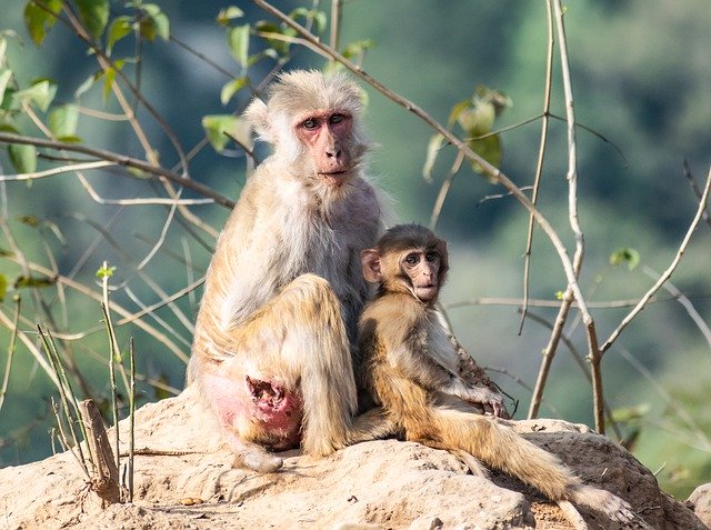 Free download monkey primate ape mammal free picture to be edited with GIMP free online image editor