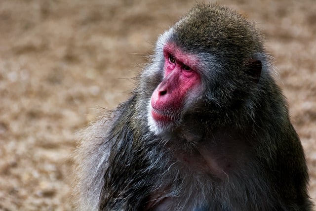 ດາວໂຫຼດຮູບລິງ primate ape mammal ຟຣີເພື່ອແກ້ໄຂດ້ວຍ GIMP ບັນນາທິການຮູບພາບອອນໄລນ໌ຟຣີ