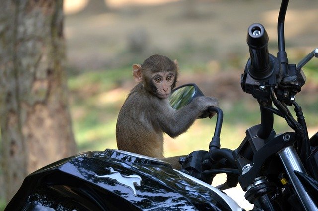 Free download monkey primate ape motorcycle bike free picture to be edited with GIMP free online image editor