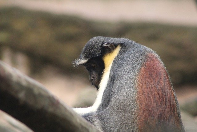 Free download monkey primate ape nature animal free picture to be edited with GIMP free online image editor