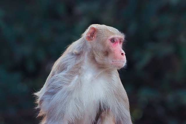 Free download monkey primate ape wildlife animal free picture to be edited with GIMP free online image editor