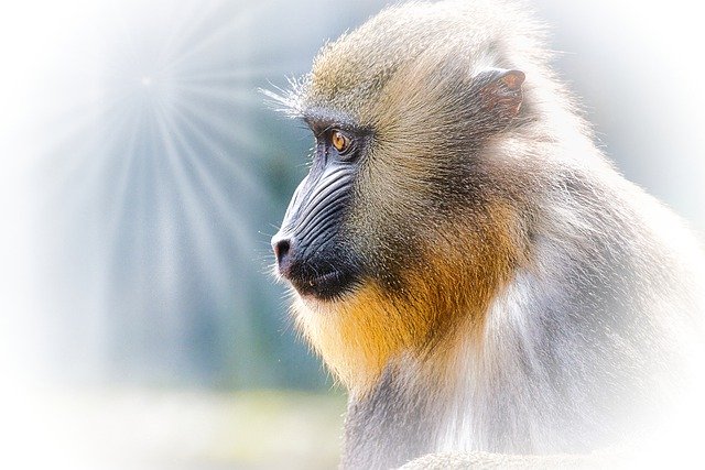 Free download monkey primate ape zoo wild animal free picture to be edited with GIMP free online image editor
