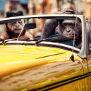 Monkey ride  screen for extension Chrome web store in OffiDocs Chromium