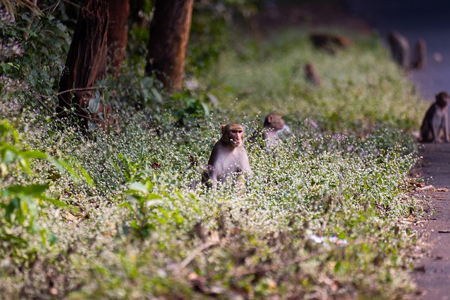 Free download monkeys forest wildlife jungle free picture to be edited with GIMP free online image editor