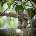 Monkey sitting on a tree  screen for extension Chrome web store in OffiDocs Chromium