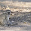 Monkey Sitting on the Ground  screen for extension Chrome web store in OffiDocs Chromium
