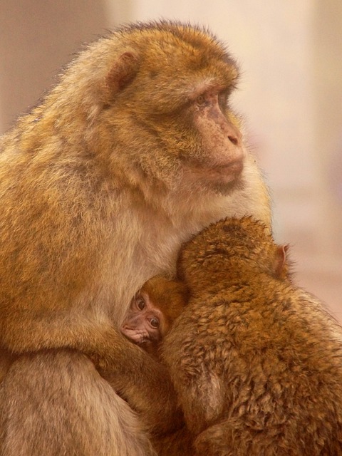 Muat turun percuma gambar percuma monyet monyet bayi hidupan liar yang comel untuk diedit dengan editor imej dalam talian percuma GIMP