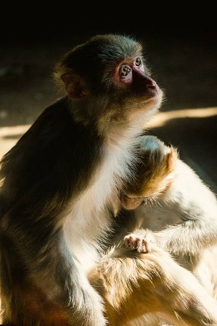 Kostenloser Download von Affen, Primaten, Tieren, kostenloses Bild, das mit dem kostenlosen Online-Bildeditor GIMP bearbeitet werden kann