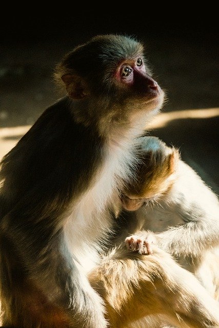 Muat turun percuma gambar percuma monyet primata haiwan untuk diedit dengan editor imej dalam talian percuma GIMP