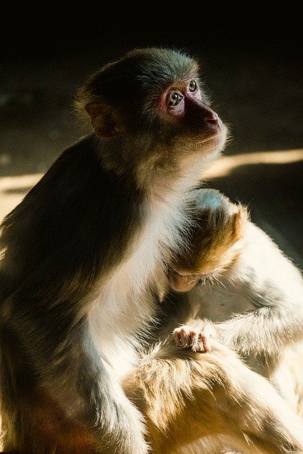 Free download monkeys primates animals free picture to be edited with GIMP free online image editor