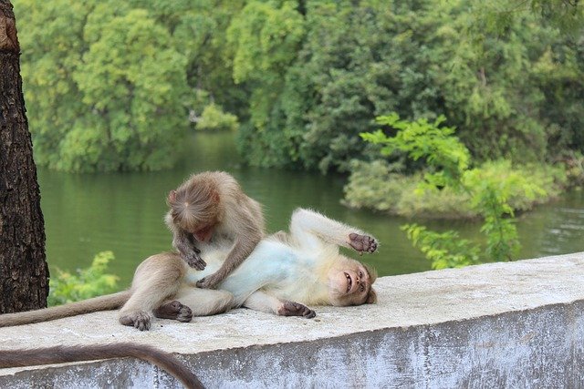 Scarica gratis scimmie primati scimmie coppia foto gratis da modificare con GIMP editor di immagini online gratuito