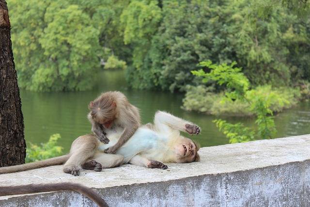 تحميل مجاني القرود الرئيسيات القرود زوجين صورة مجانية ليتم تحريرها باستخدام محرر الصور المجاني على الإنترنت GIMP