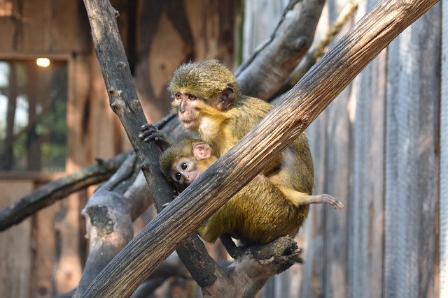Free download monkeys primates apes creature free picture to be edited with GIMP free online image editor