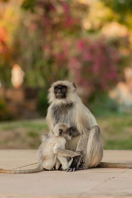 Free download monkeys primates apes mother baby free picture to be edited with GIMP free online image editor