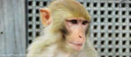 Free download monkey_swayambhunath free photo or picture to be edited with GIMP online image editor