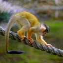 Monkey swings on a rope  screen for extension Chrome web store in OffiDocs Chromium