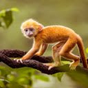 Monkey: The Playful and Intelligent Primate  screen for extension Chrome web store in OffiDocs Chromium