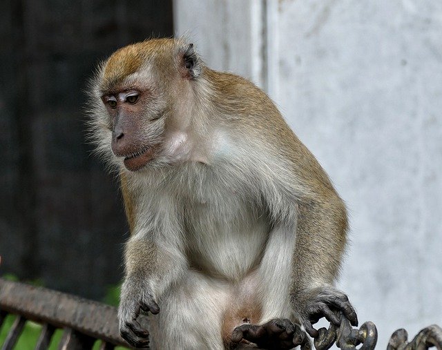 Scarica gratis scimmia bene sì scimmia scimpanzé immagine gratuita da modificare con l'editor di immagini online gratuito GIMP