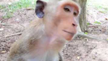 Free download Monkey Whats Up free photo or picture to be edited with GIMP online image editor