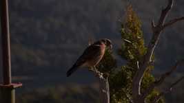 Free download Montagu Ave Bird -  free video to be edited with OpenShot online video editor