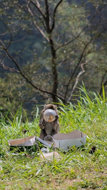 Descărcare gratuită monyet monkey forest natura sălbatică imagine gratuită pentru a fi editată cu editorul de imagini online gratuit GIMP