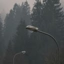 Moody Forest Scene with Silhouetted Streetlights  screen for extension Chrome web store in OffiDocs Chromium