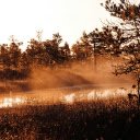 Moody swamp walk in sunrise  screen for extension Chrome web store in OffiDocs Chromium