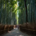 Moonlit Bamboo Forest  screen for extension Chrome web store in OffiDocs Chromium