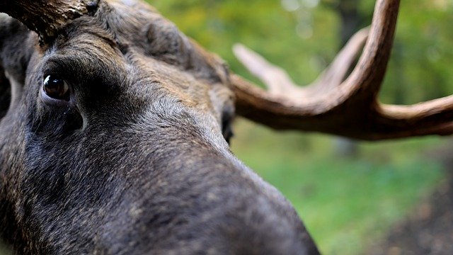 Libreng download moose animal wildlife elk mammal libreng larawan na ie-edit gamit ang GIMP na libreng online na editor ng imahe
