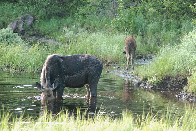 Free download moose going away pouting free picture to be edited with GIMP free online image editor