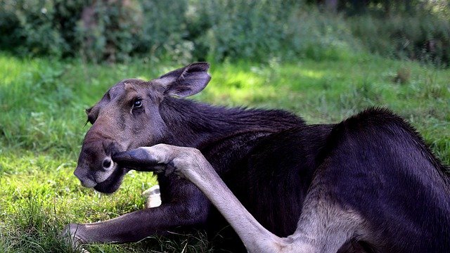 Free download moose grass pasture astonishing free picture to be edited with GIMP free online image editor